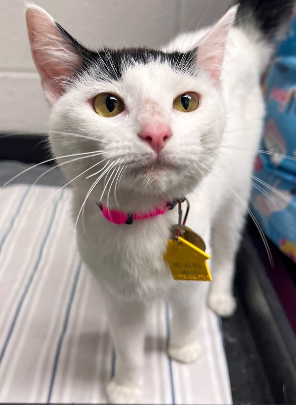 A white kitten with a black patch on top of her head and a pink collar looks up at the camera while standing on striped bedding.