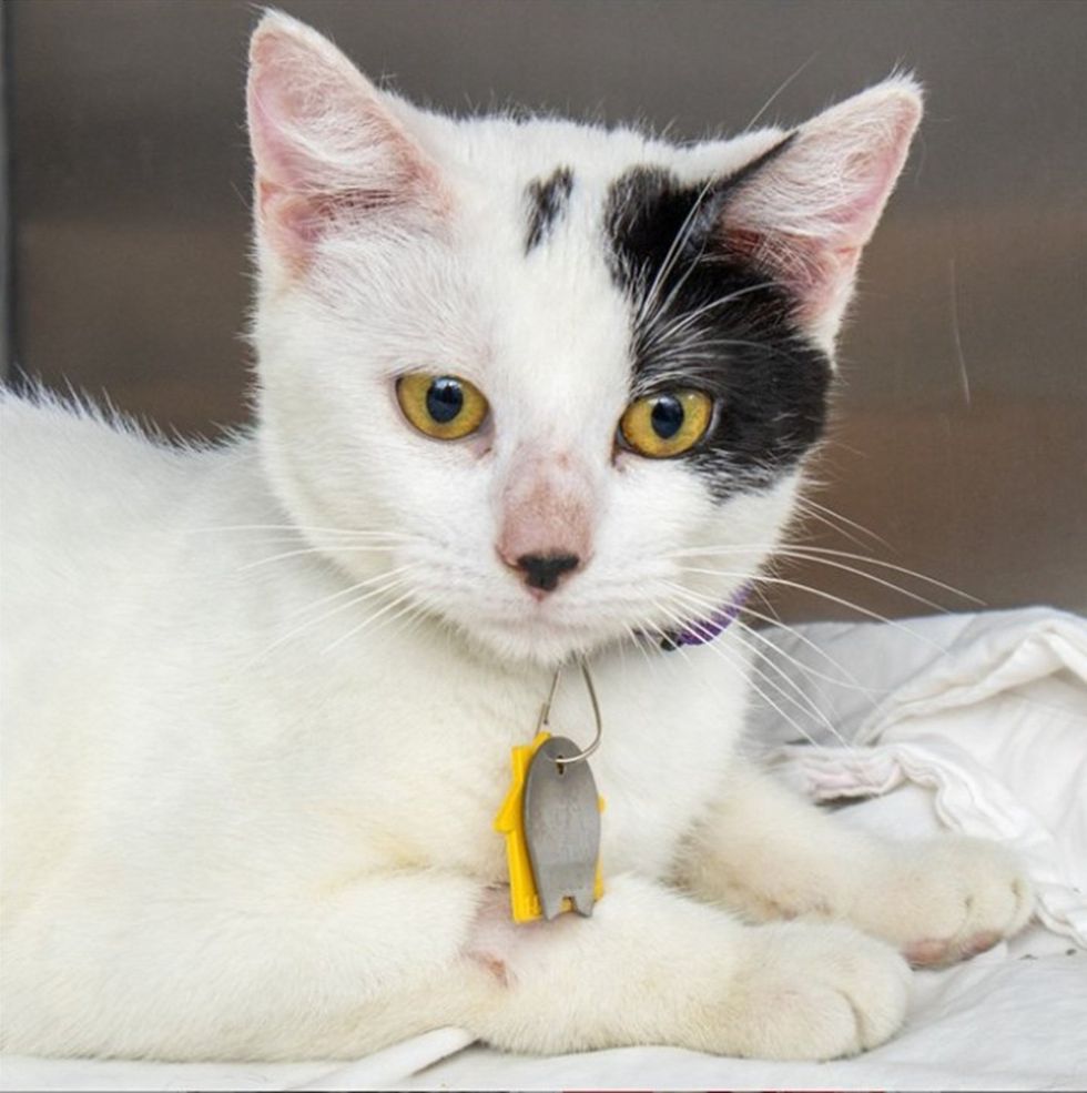 A white kitten with a bold black patch over one eye and ear rests calmly on a white blanket.