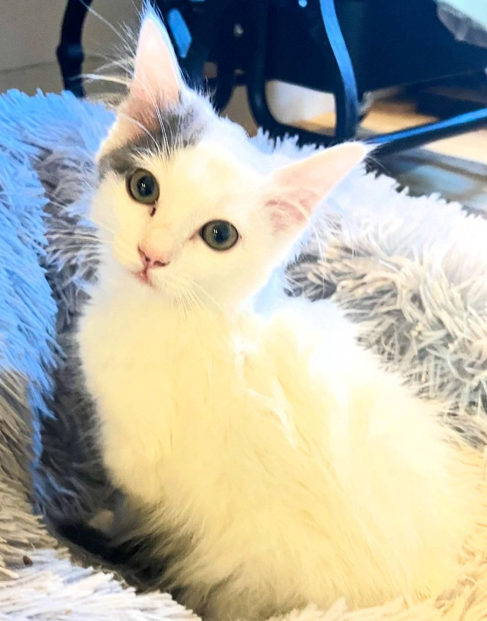 A white kitten with a gray-patched head sits upright in a fluffy grey cat bed.