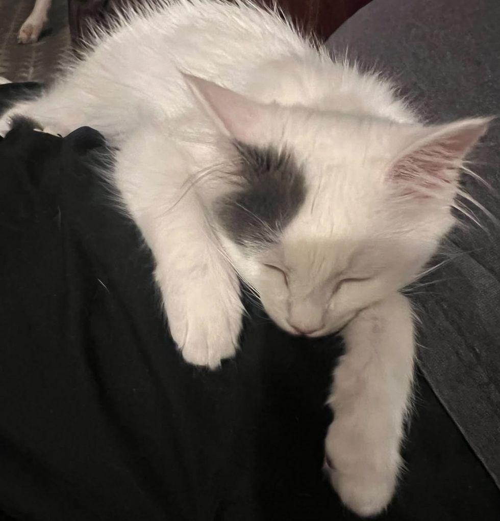 A white kitten with a gray-patched head sleeps stretched across a person's lap in dark clothing.