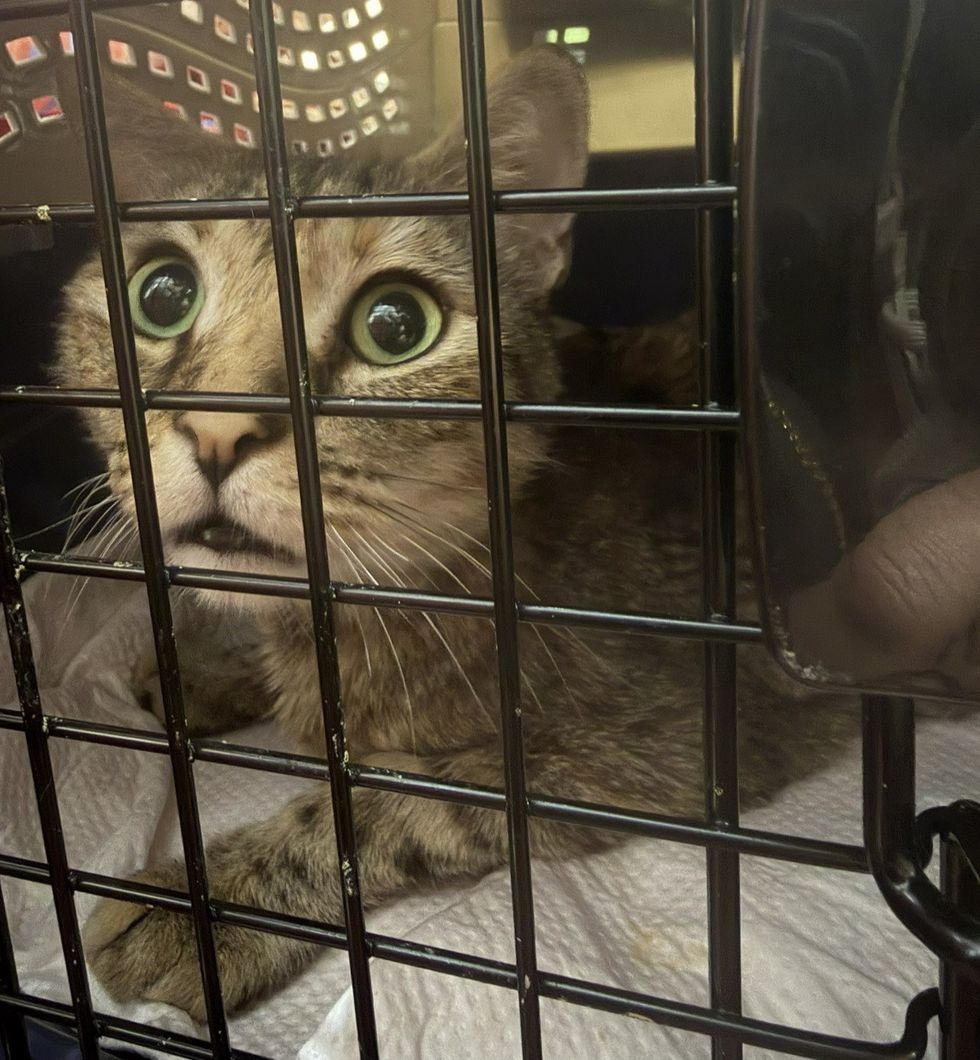 A wide-eyed tabby cat peers out from inside a carrier as a hand steadies the door.