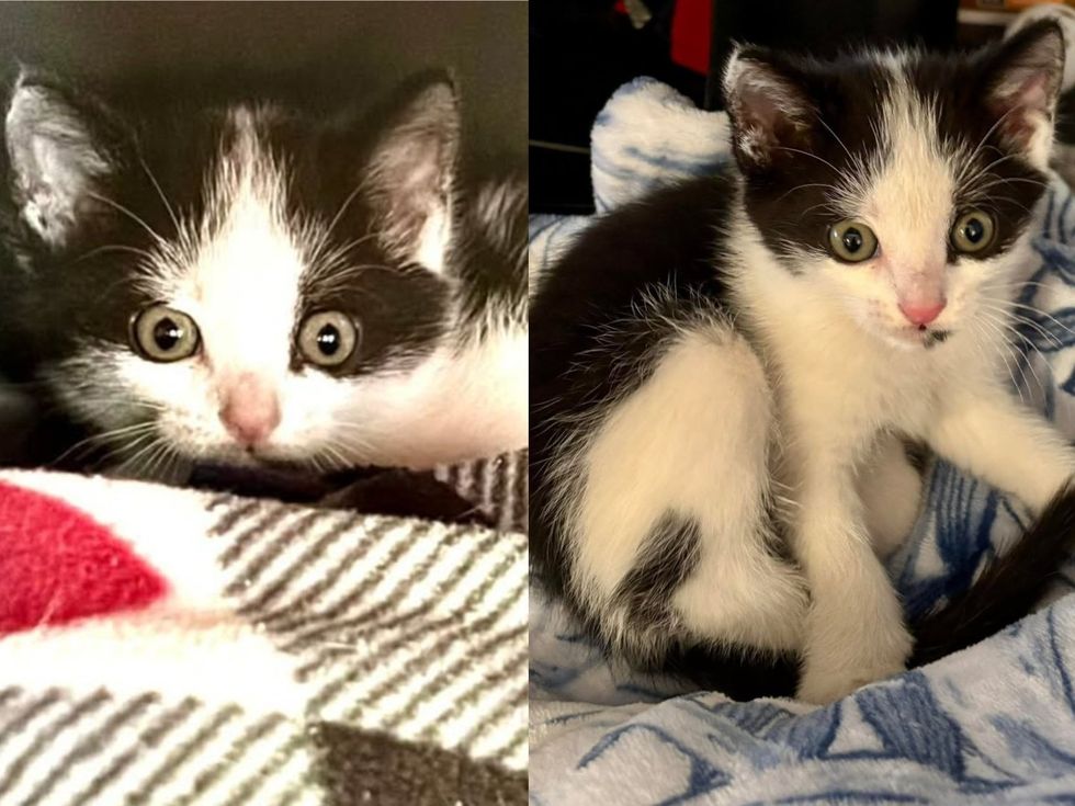 A wide-eyed tuxedo kitten rests on a soft blanket, gazing up.(left) A fluffy black-and-white kitten curls on a blue blanket, looking at the camera. (right)
