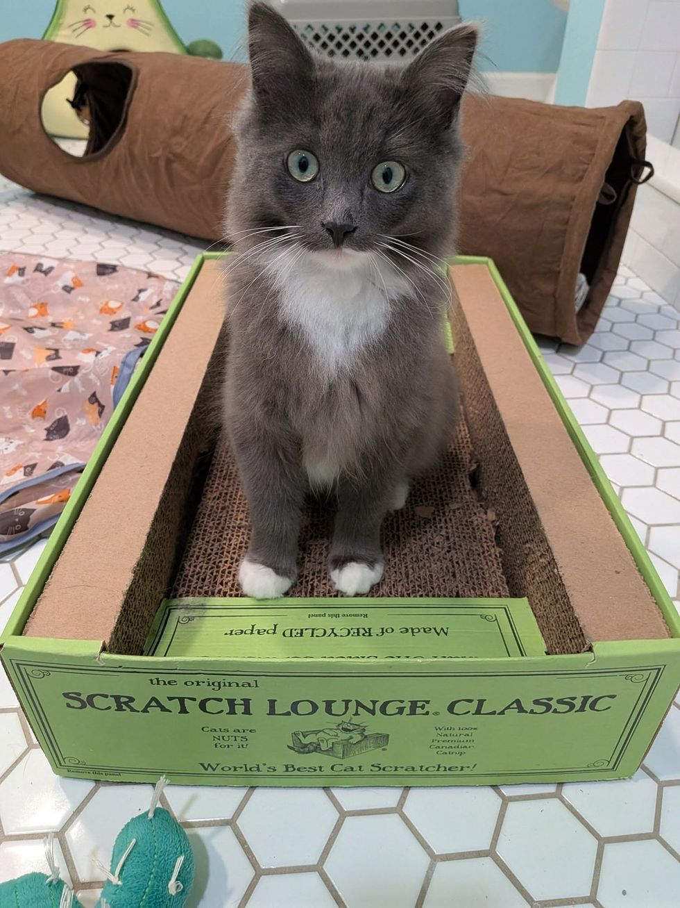 A young gray cat with large eyes and a white chest sits in a green cardboard scratcher box, a play tunnel visible behind it.
