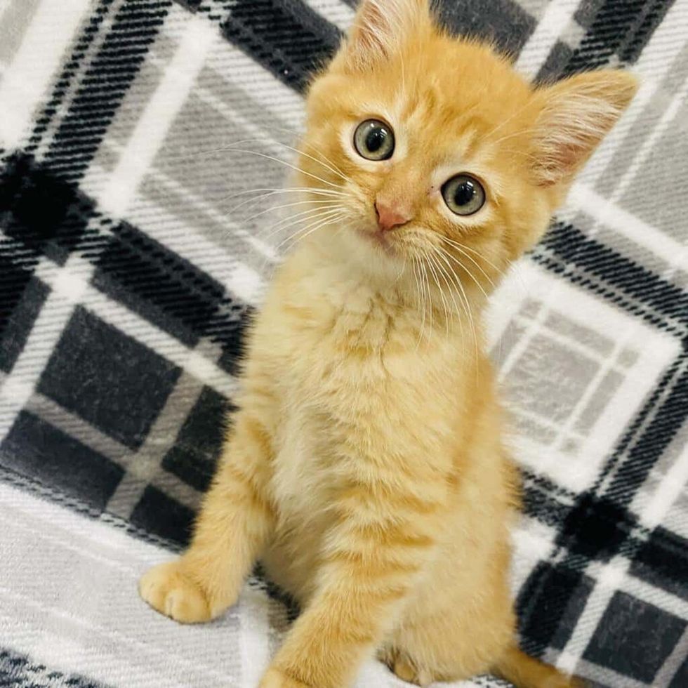 A young orange kitten sits on a plaid blanket, looking up with wide eyes.