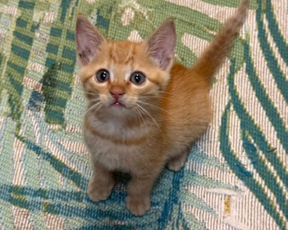 A young orange kitten sits with his tail raised on a green patterned blanket and looks up.