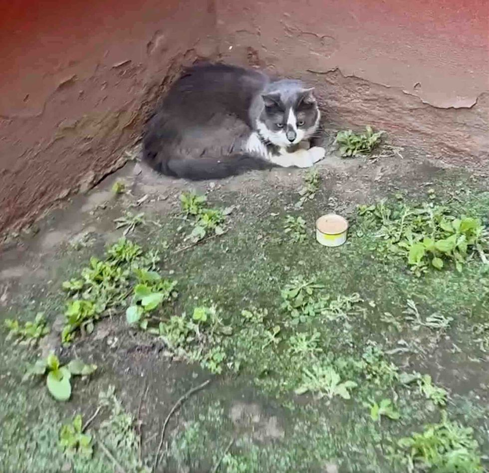 abandoned cat building