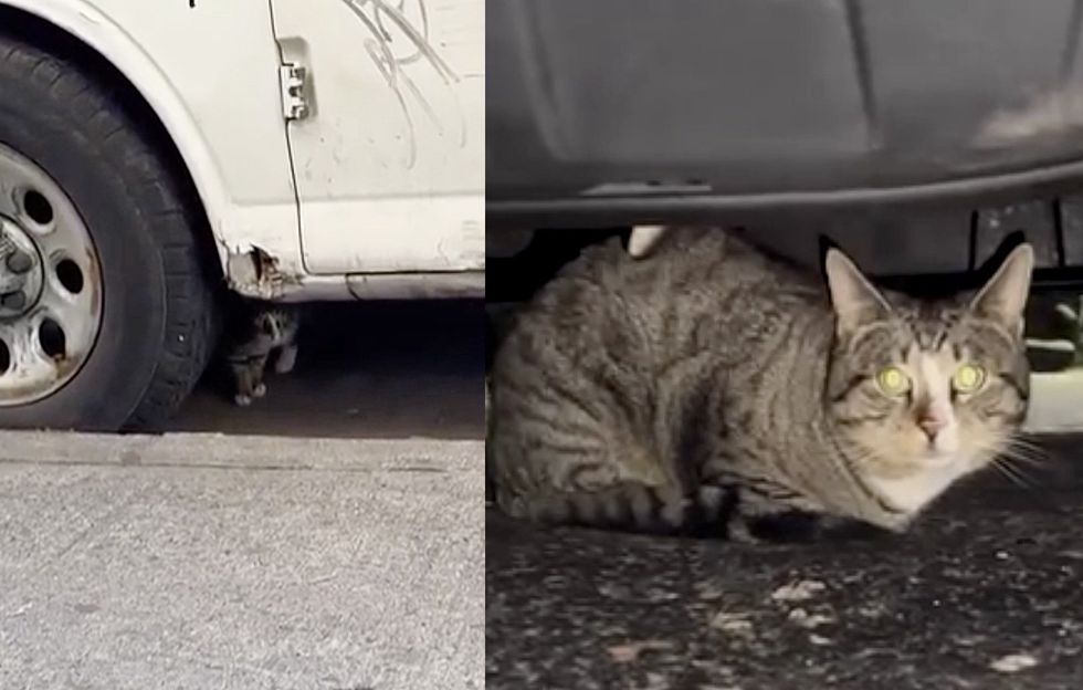abandoned cat hiding car