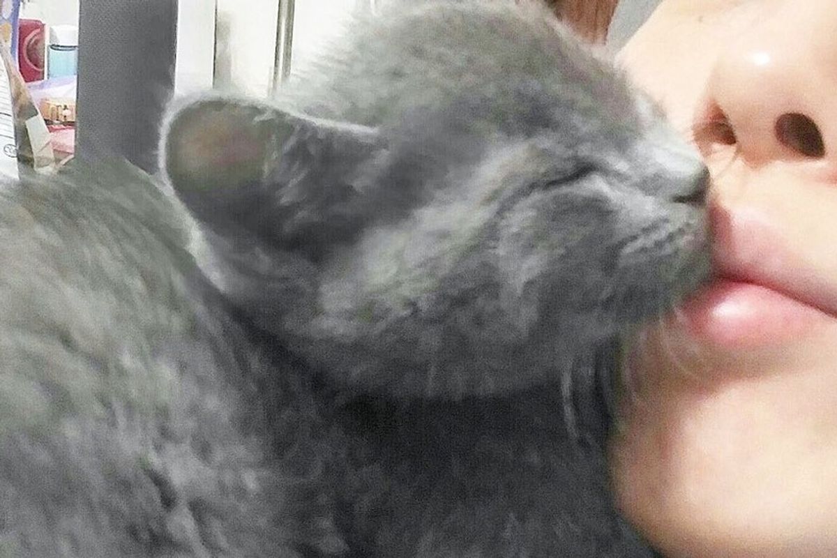 adopted blue kitten cuddling kissing his human