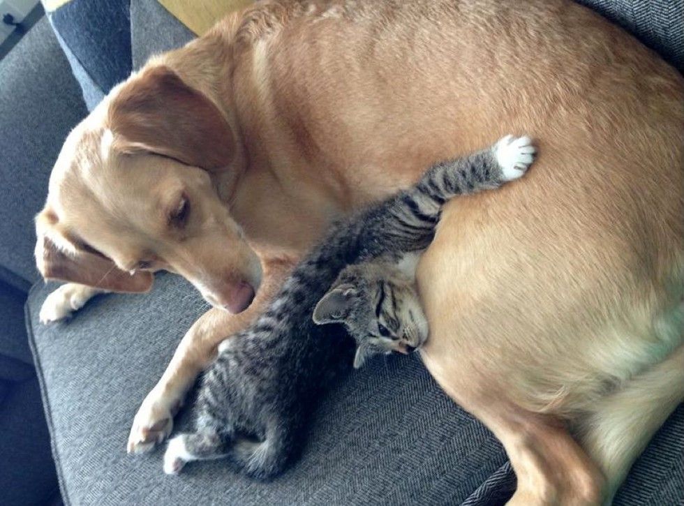 adopted kitten finds new mom dog