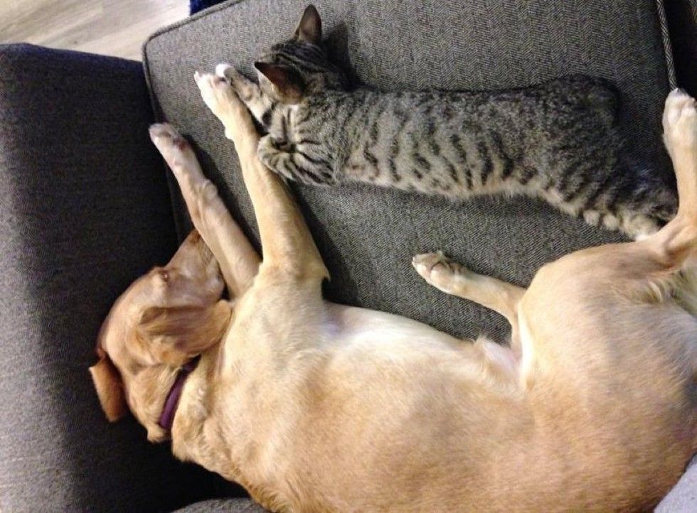 adopted kitten finds new mom dog