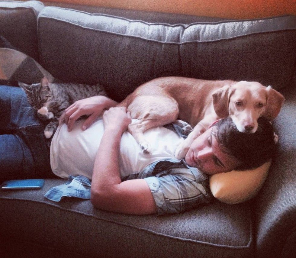 adopted kitten finds new mom dog