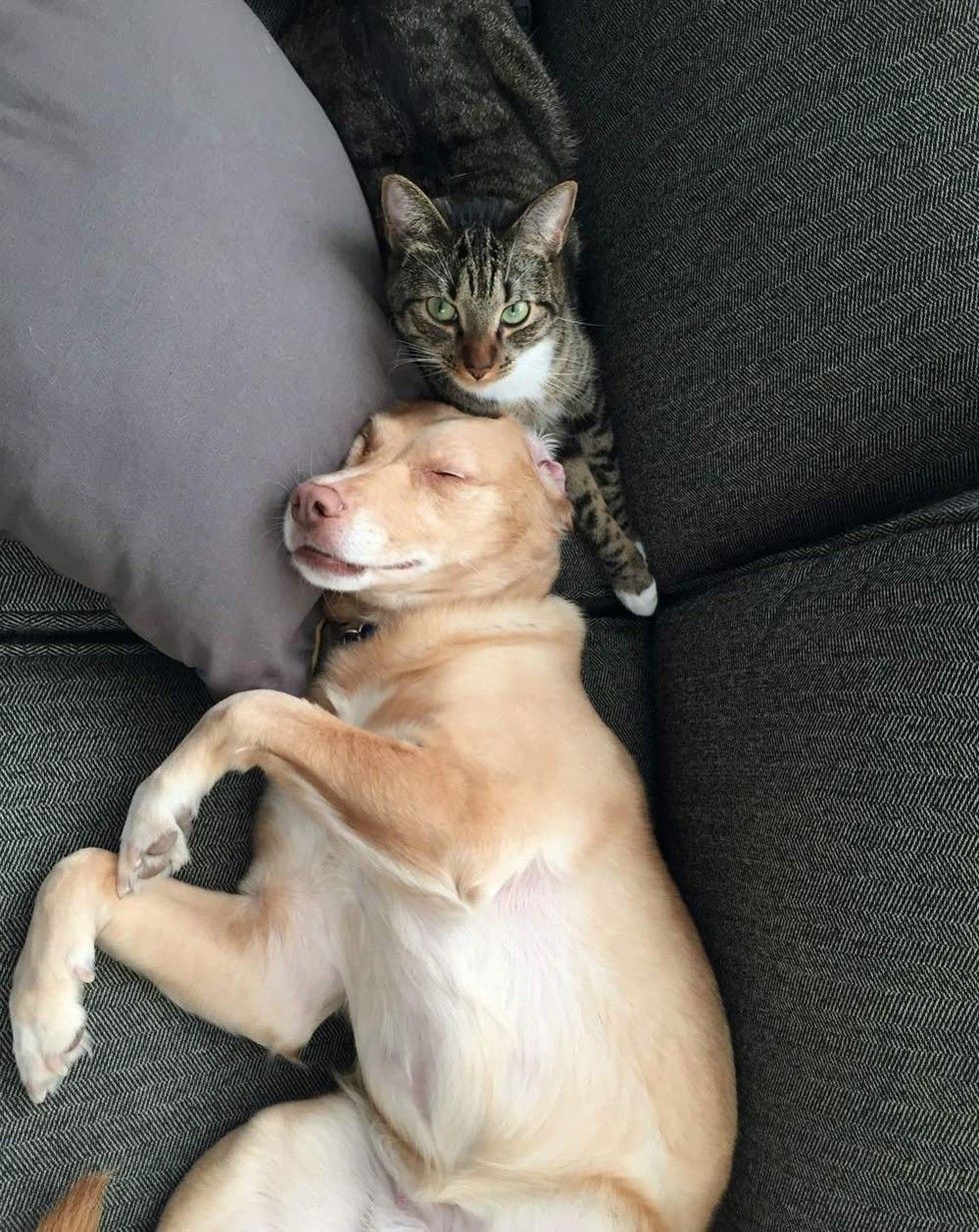 adopted kitten finds new mom dog