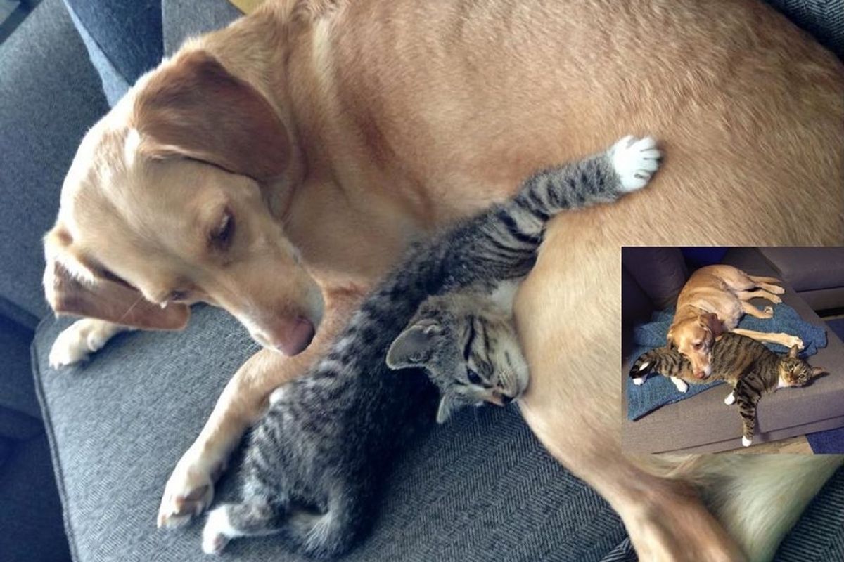 adopted kitten finds new mom dog