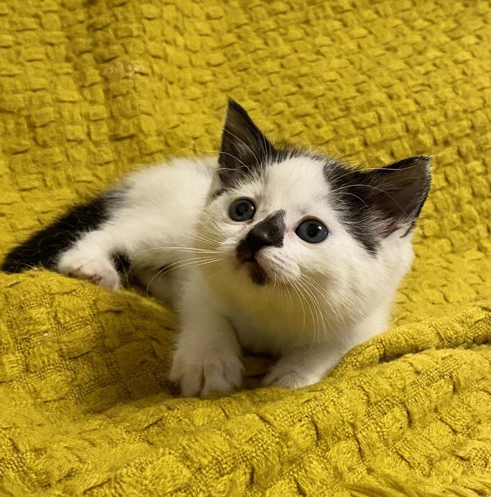 adorable kitten face, moon pie