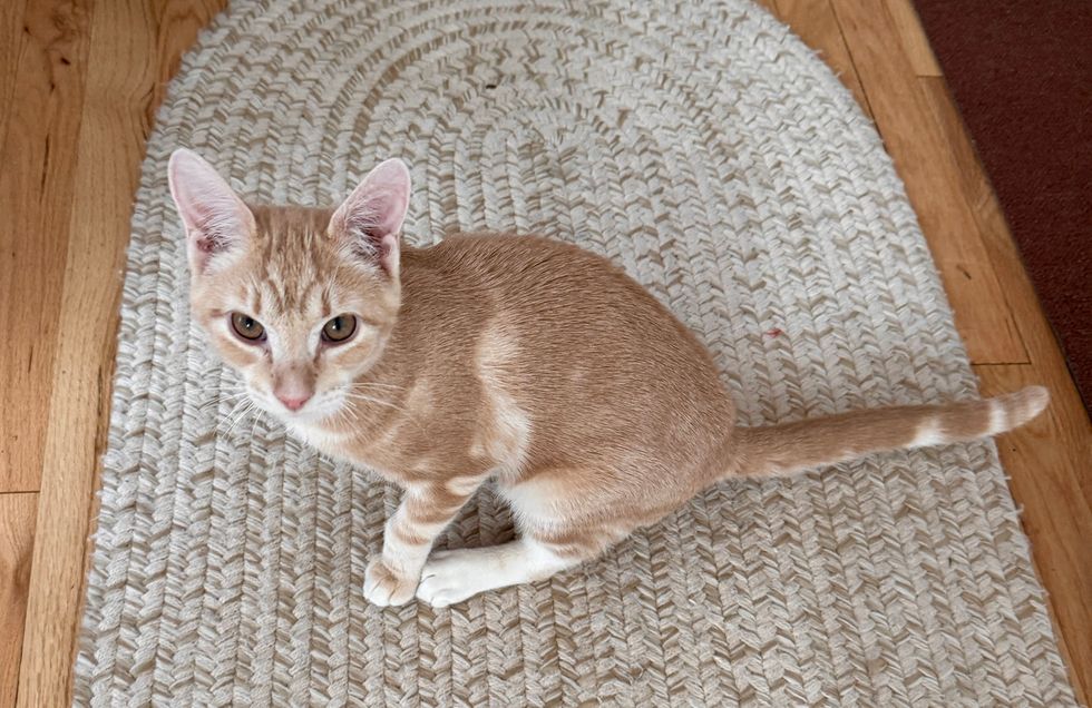 adorable orange kitten