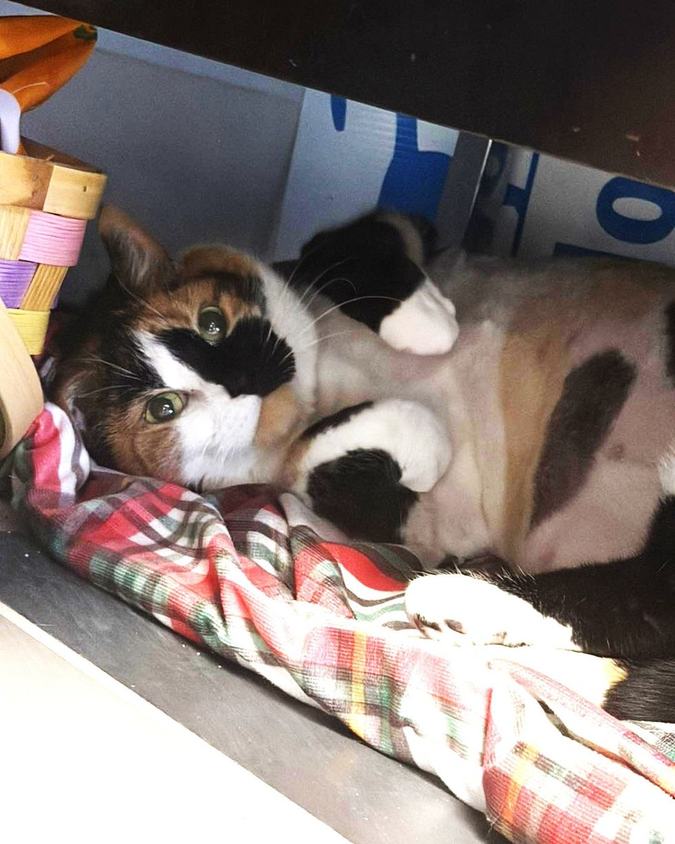 adorable senior cat sleeping