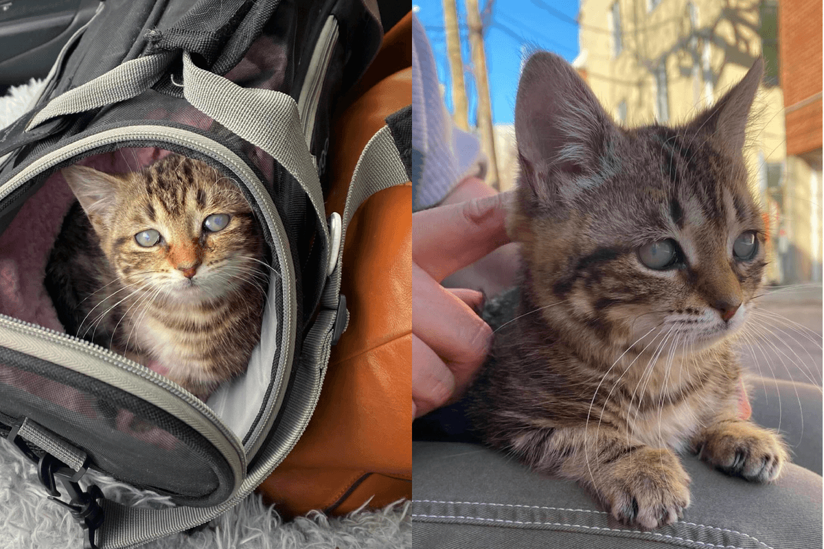 Adorable Tiny Dwarf Kitten