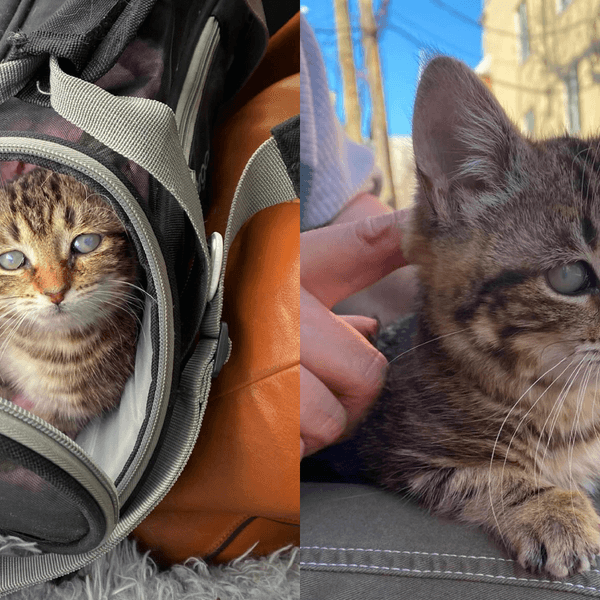 Adorable Tiny Dwarf Kitten