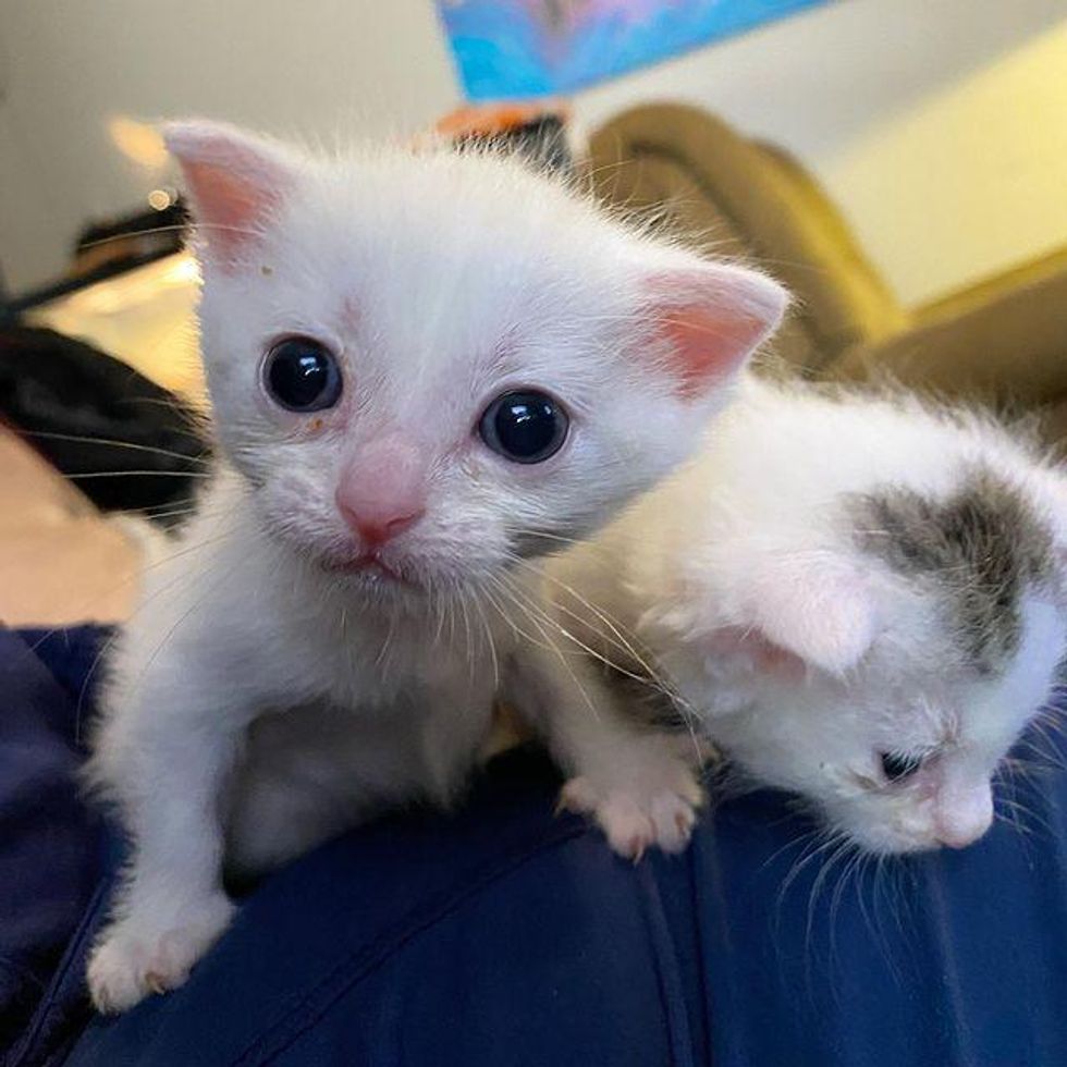adorable tiny kittens