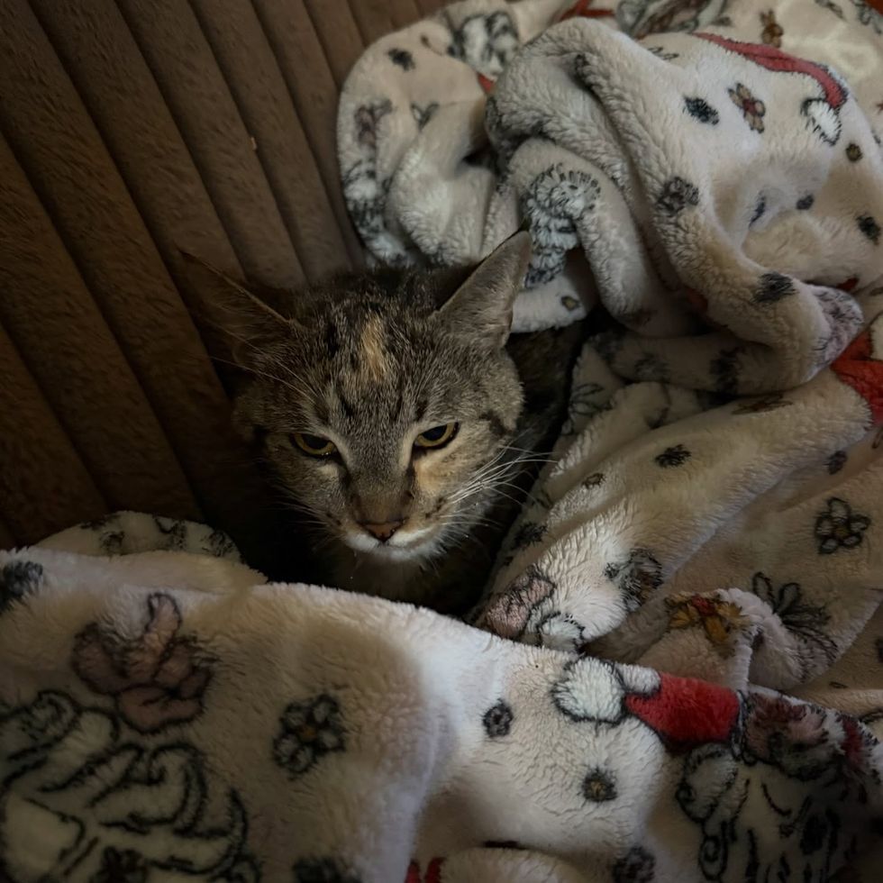 adult cat comfortable in blankets