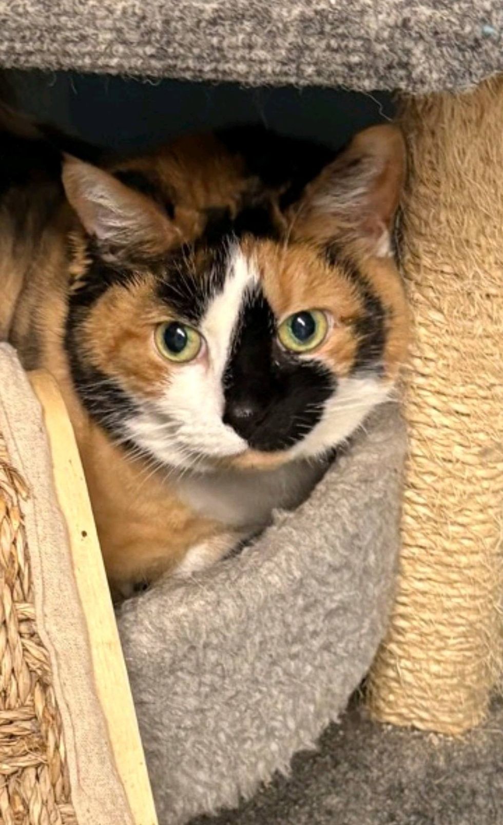 adult cat comfortable in new home