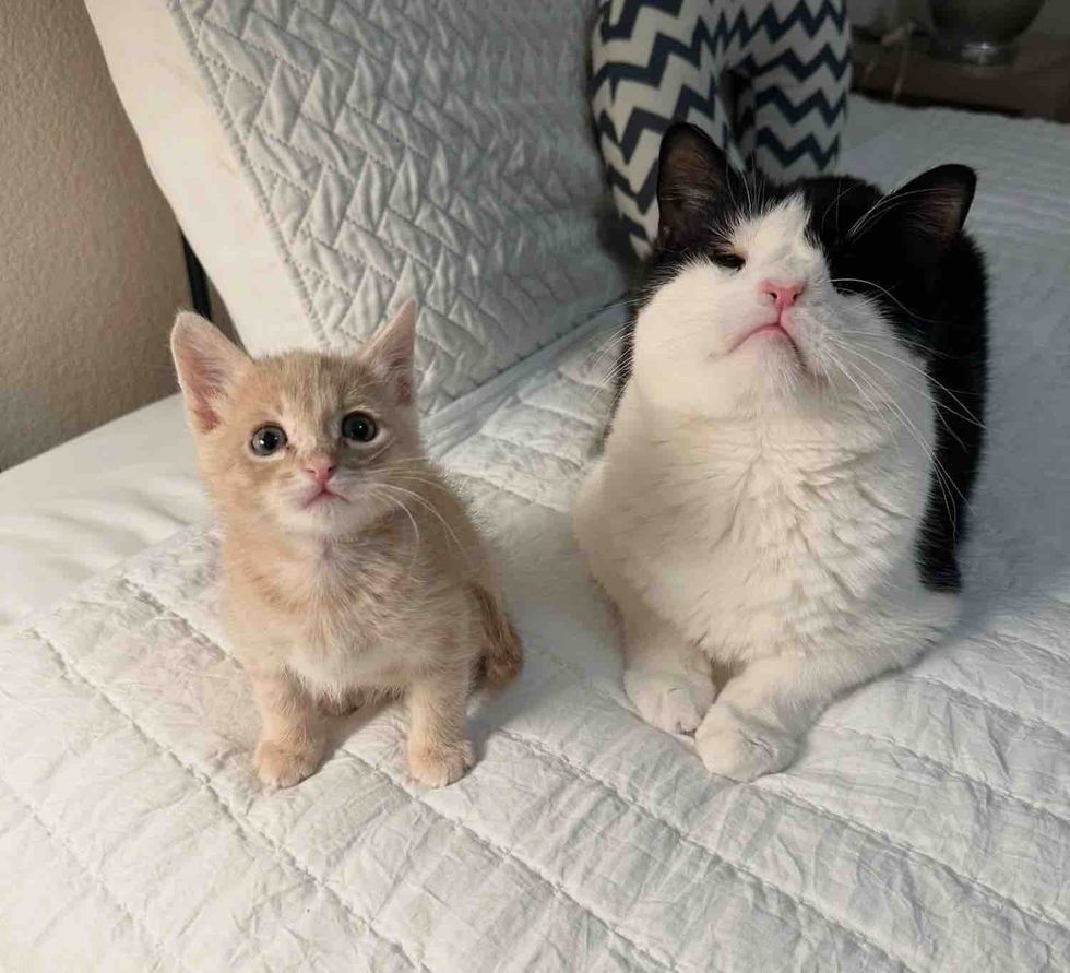 Adult cat mentor with newborn orange kitten