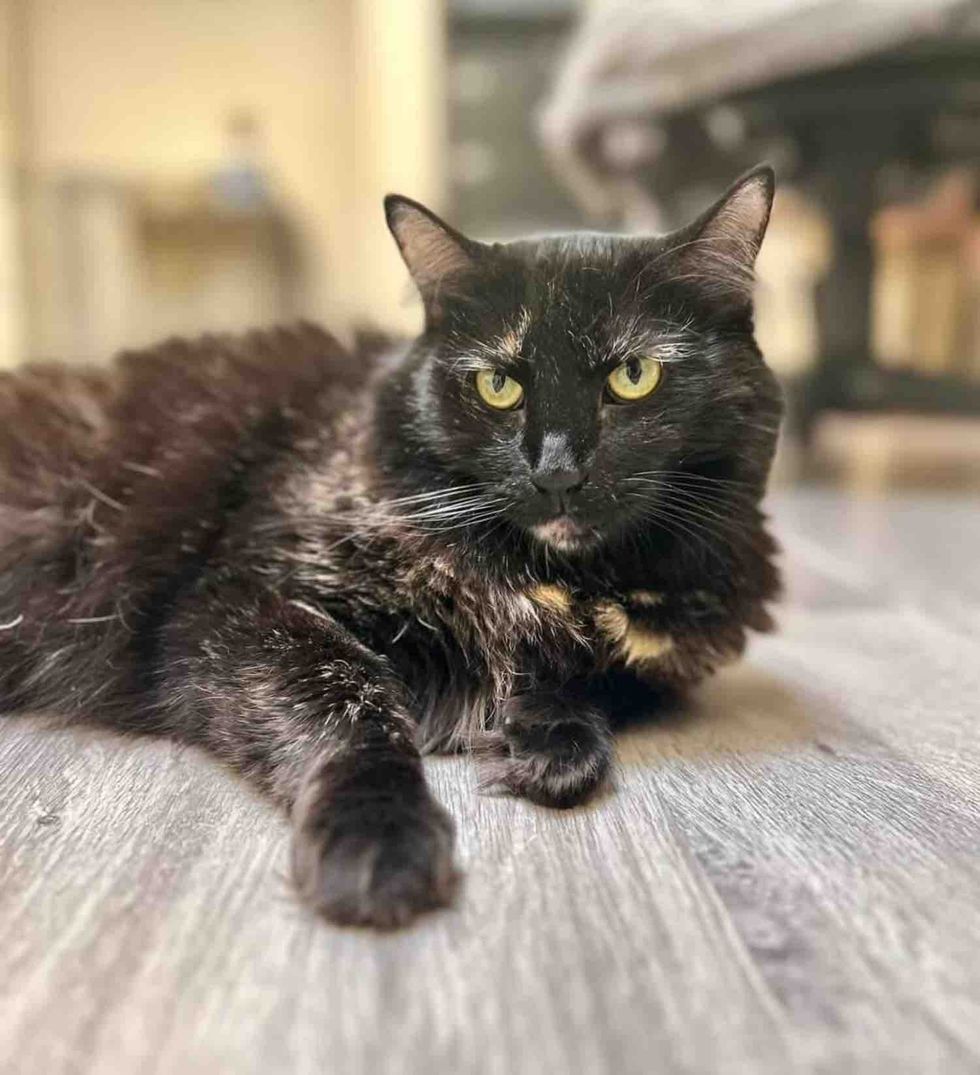 adult cat mother