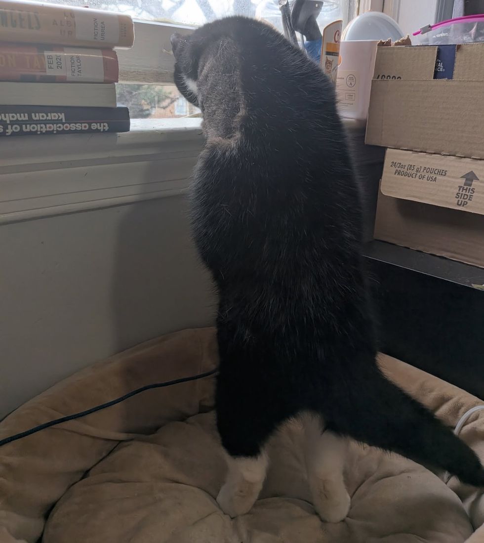adult cat playing through the window