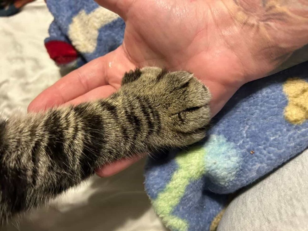 ポリダクタイルの足