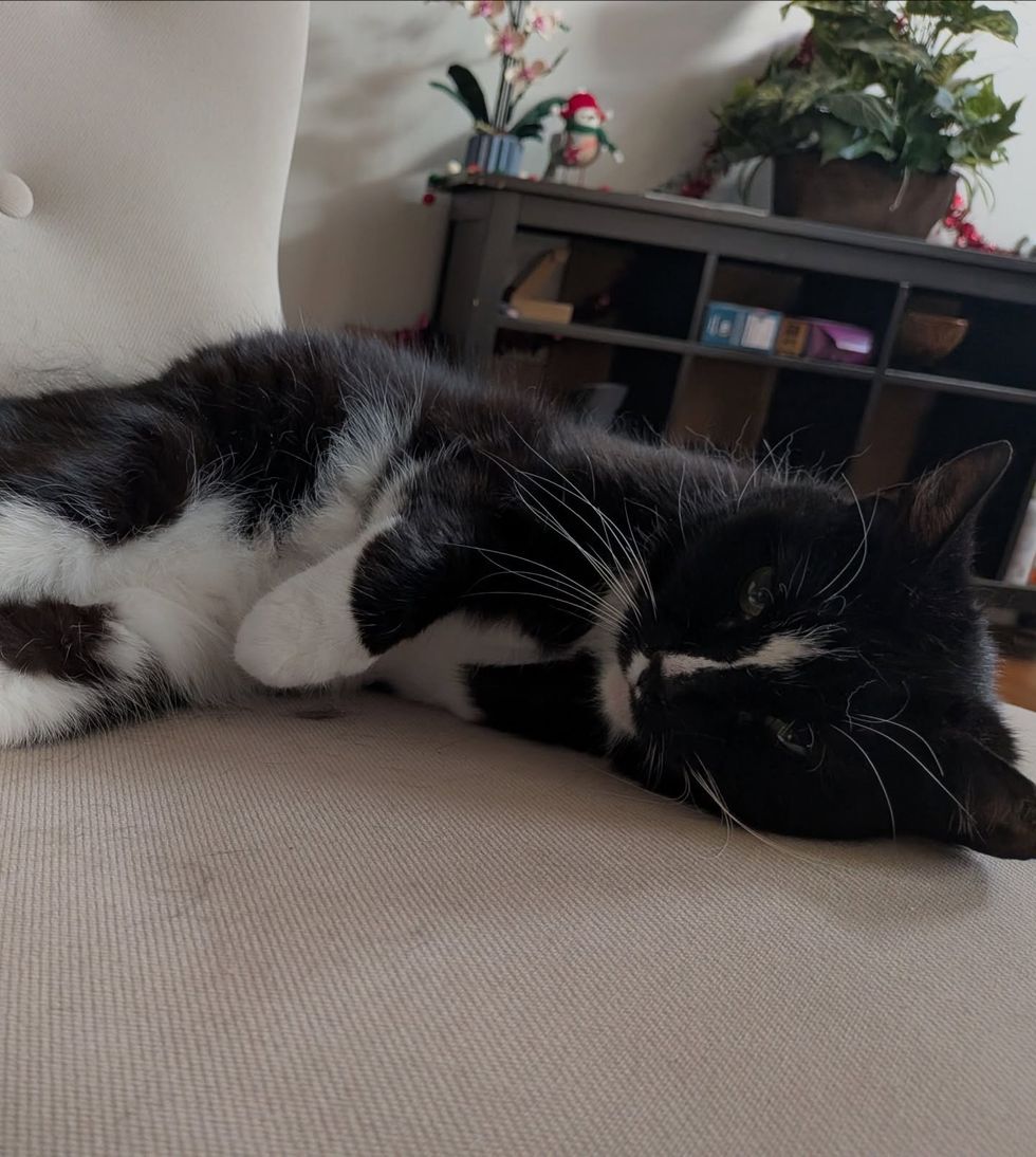 adult cat resting on the floor