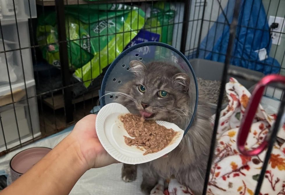 Adult cat wearing a clear cone collar, eating canned food from a paper plate held through the cage bars.