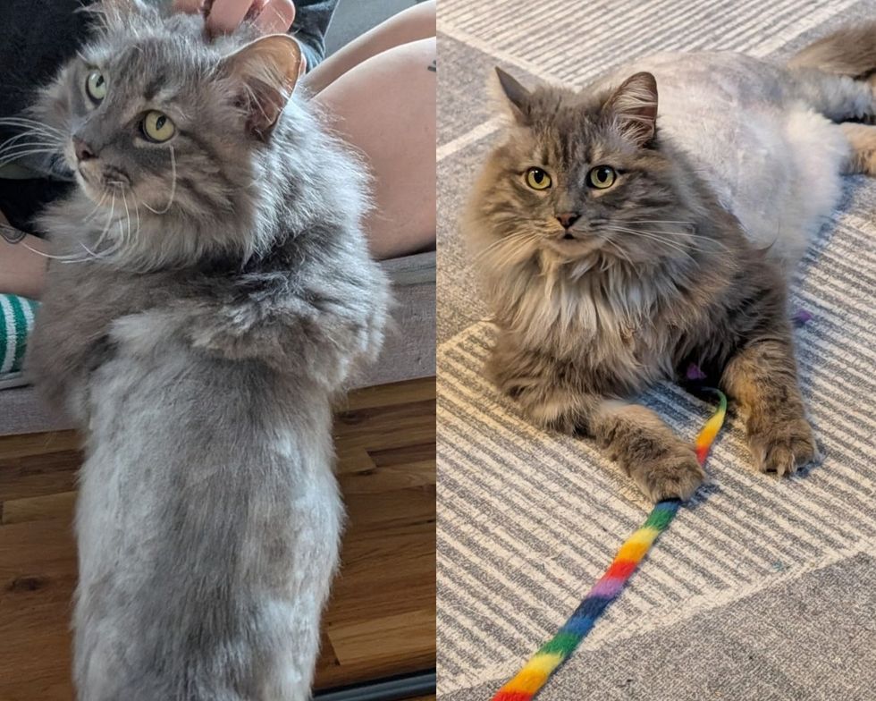 Adult gray cat perched upright on a couch on the left, and lying on a rug playing with a rainbow wand toy on the right.