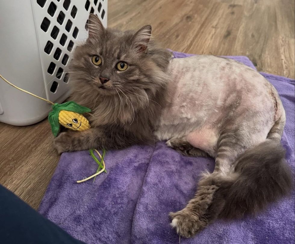 Adult gray long-haired cat lying on a purple blanket with a large section of her side and leg shaved, resting a paw on a corn-shaped toy.