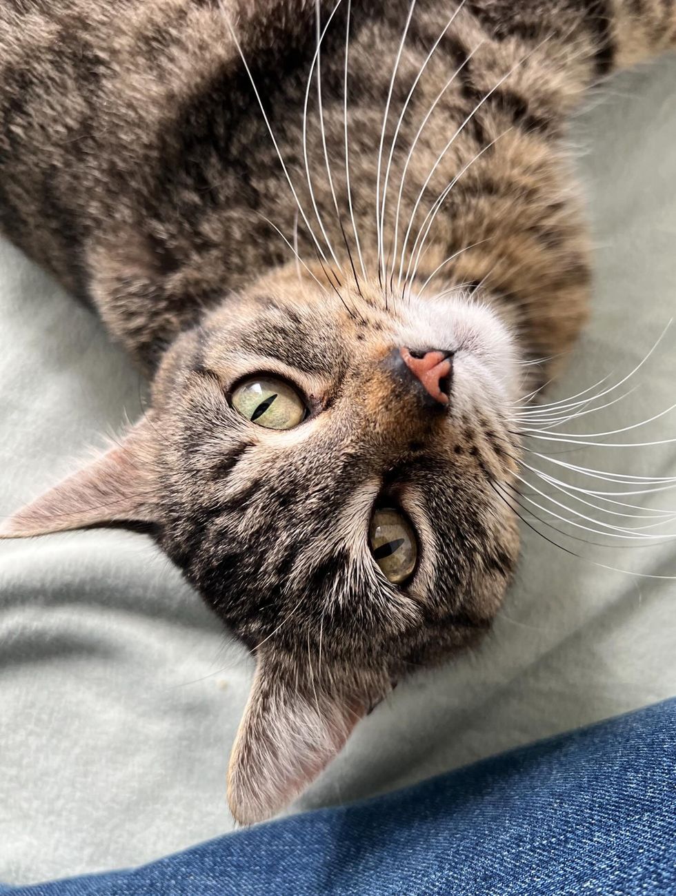 adult mom tabby cat