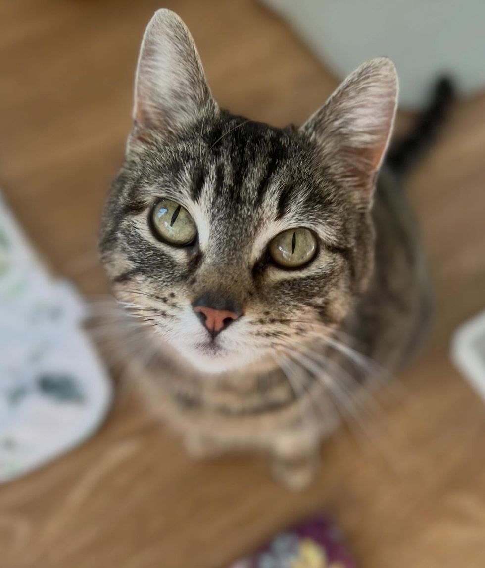 adult mother cat tabby
