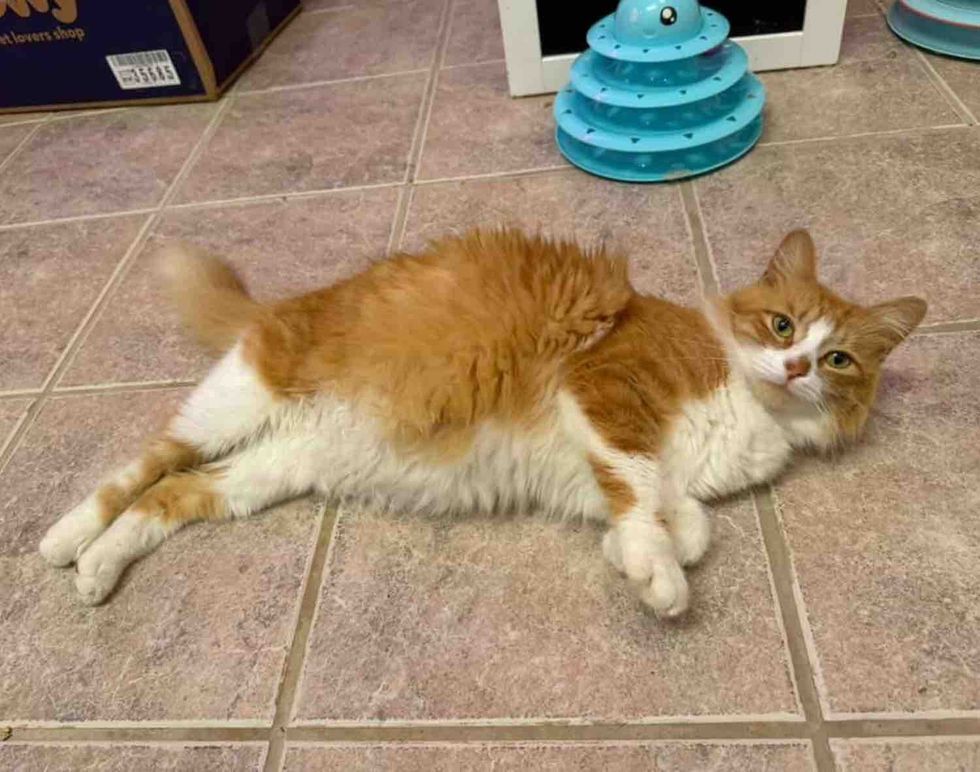 adult mother cat