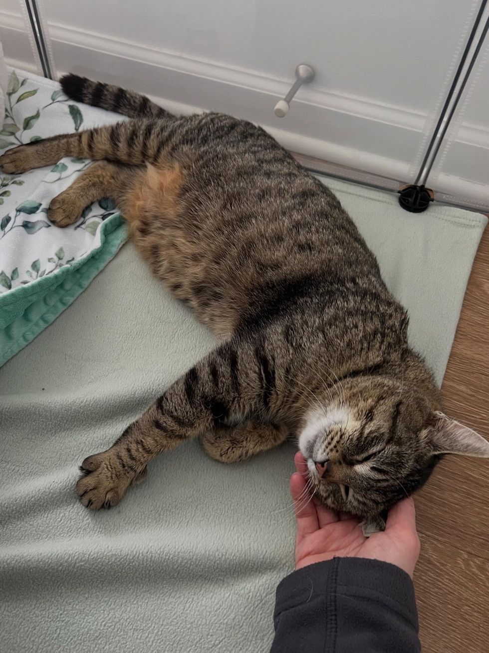 adult mother tabby cat purring