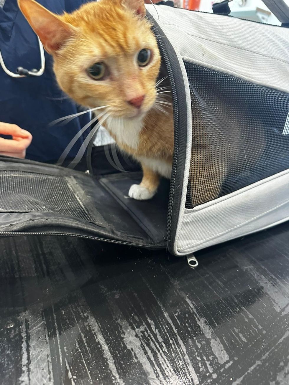 Adult Orange Cat in Carrier at Vet