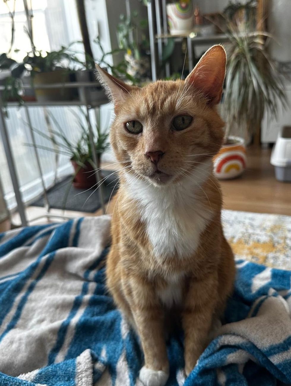 Adult Orange Cat peaceful