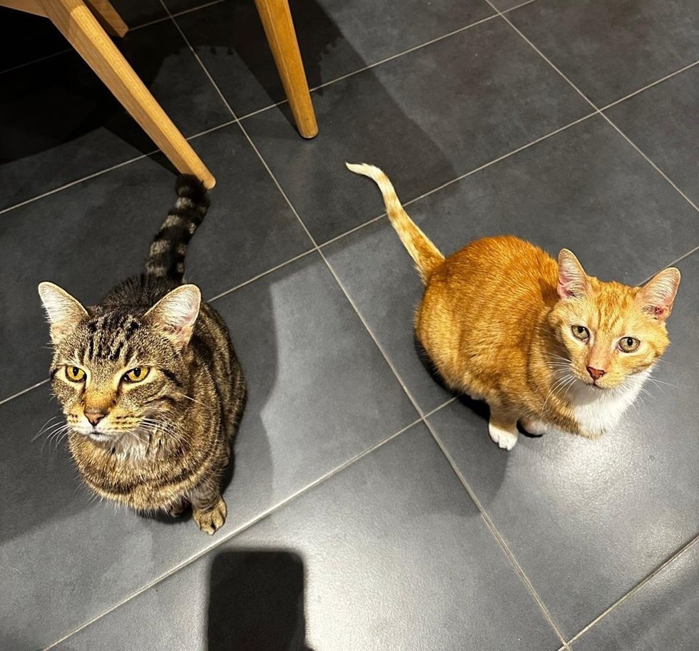 Adult Tabby Cat and Adult Ginger Orange Cat Brothers