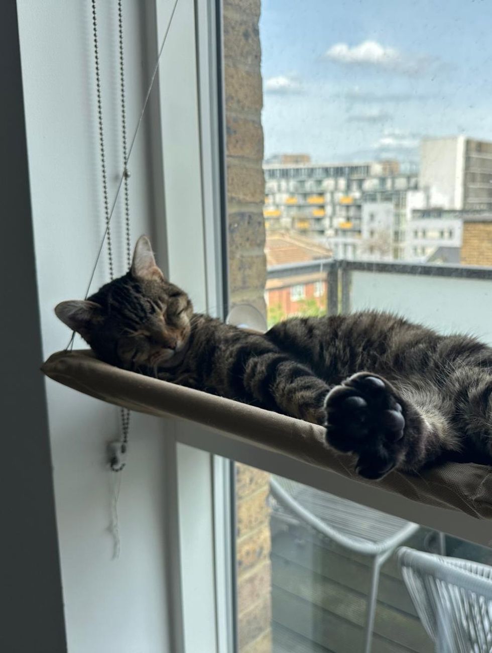 Adult Tabby Cat in Swing Hammock