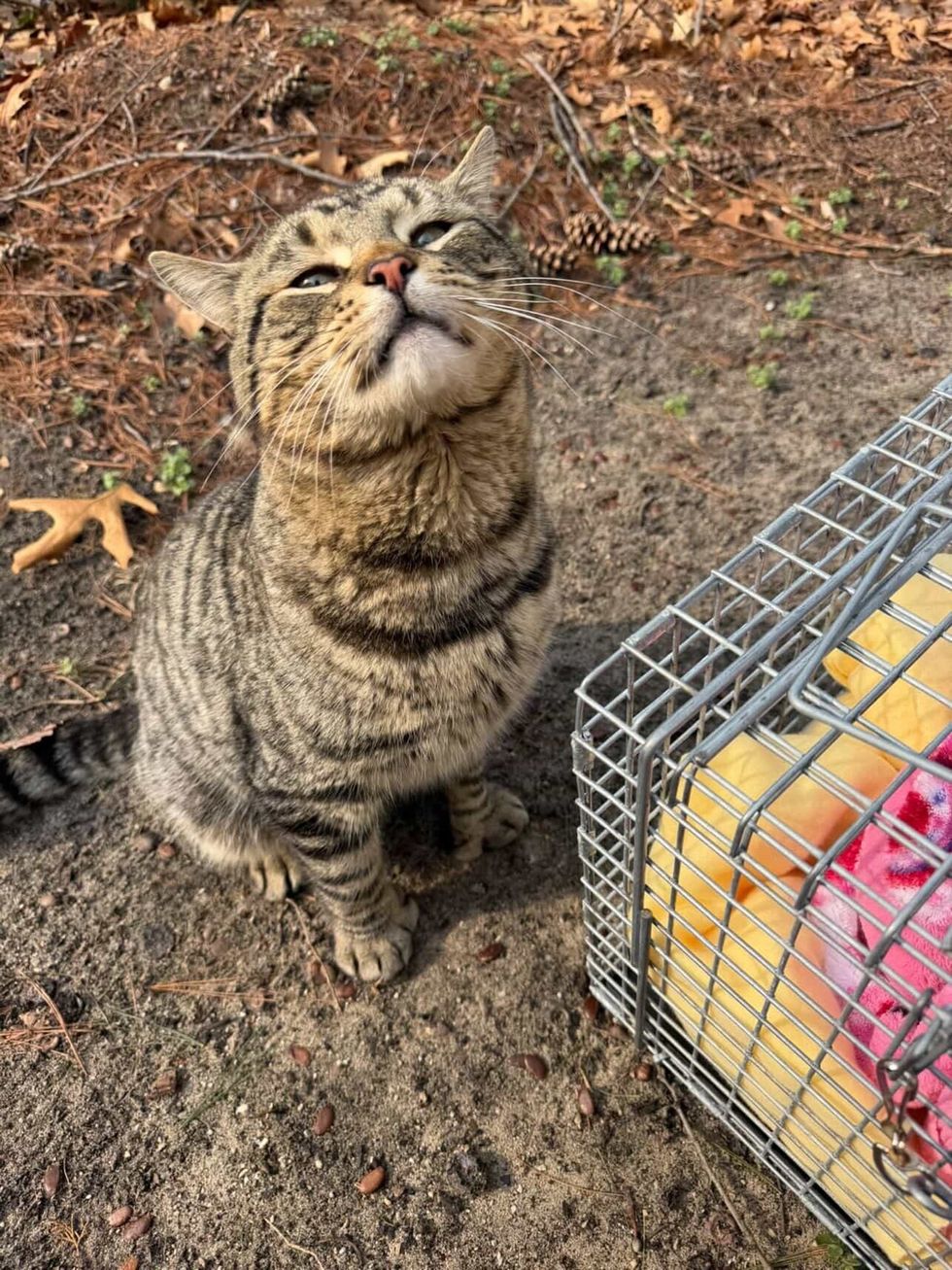 Adult Tomcat Tabby wants to be warm