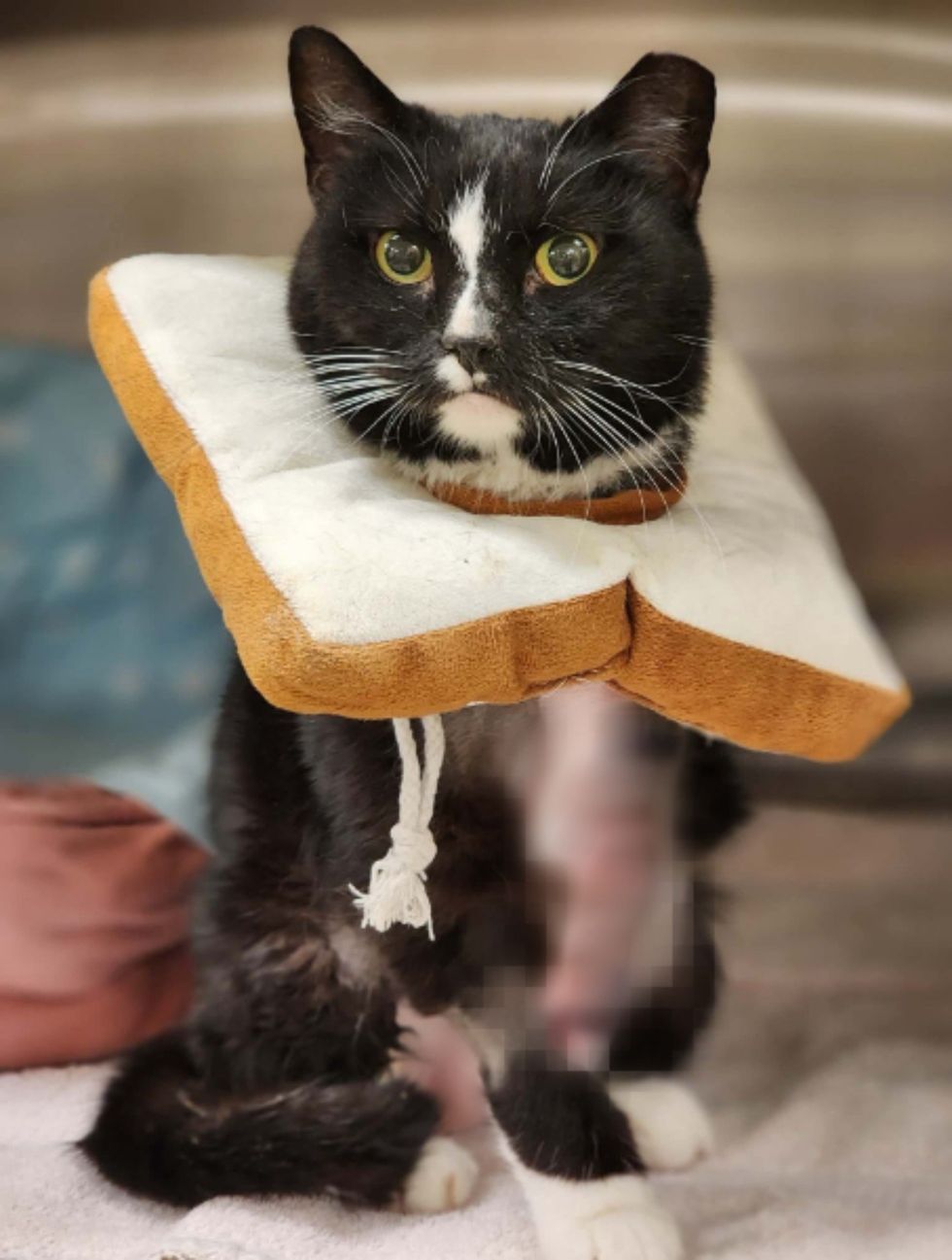 Adult tuxedo cat recovering from surgery
