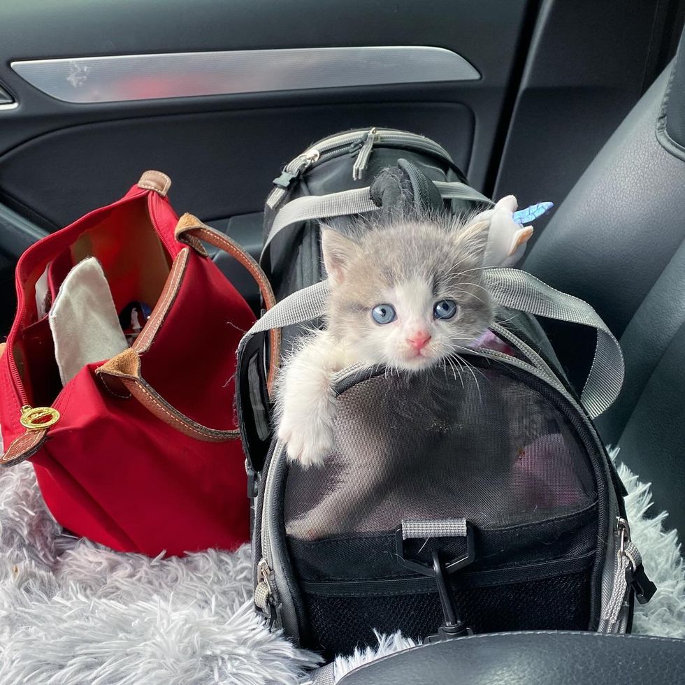 adventurous kitten carrier ride