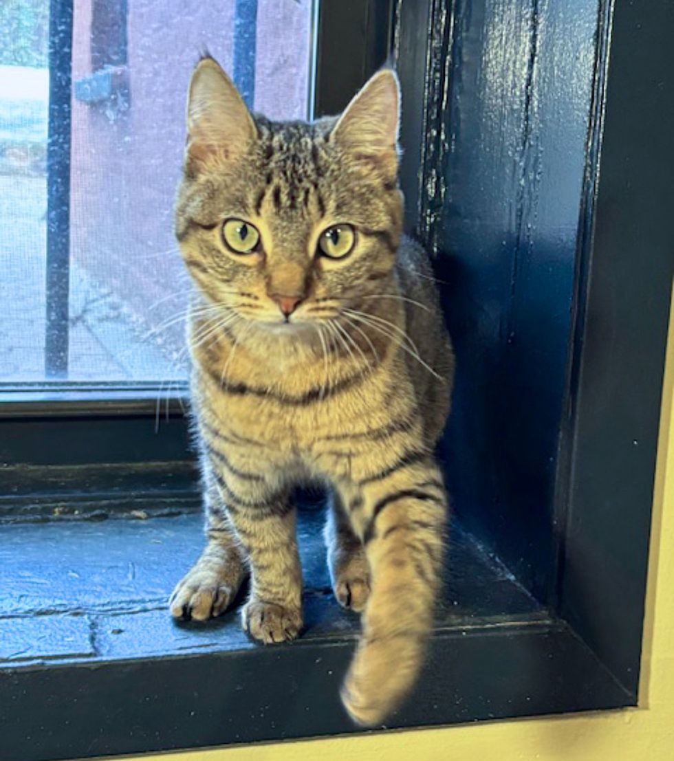 adventurous tabby kitten