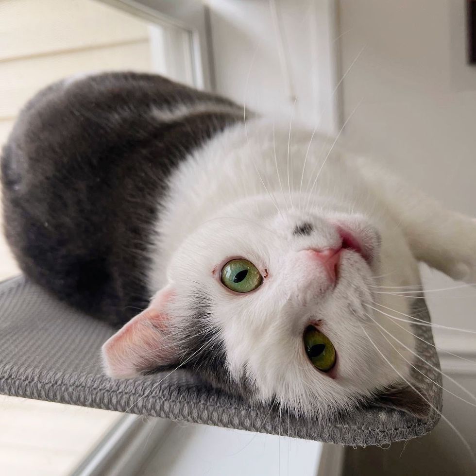 affectionate cat clinic