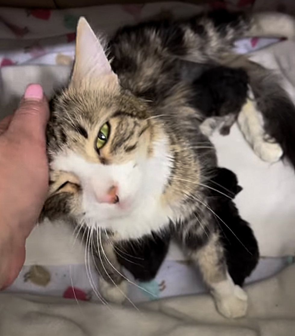 affectionate cat mom