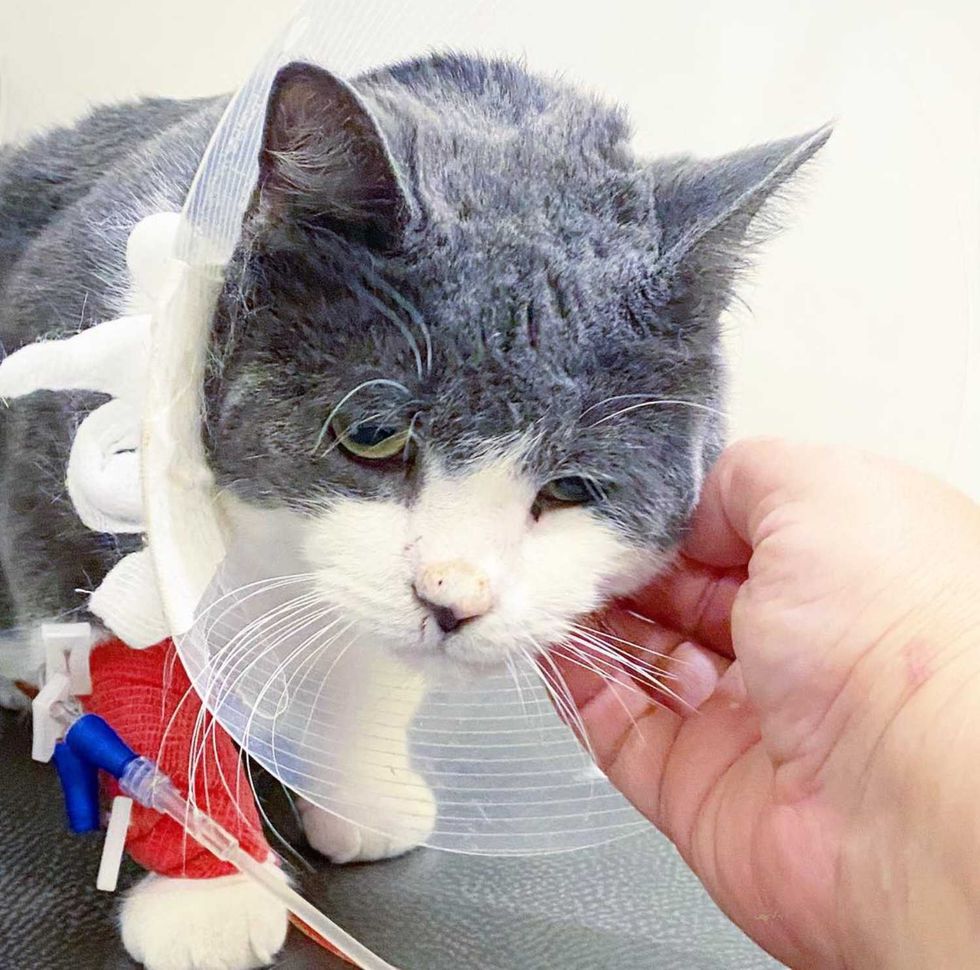 resgate de gatos afetuosos