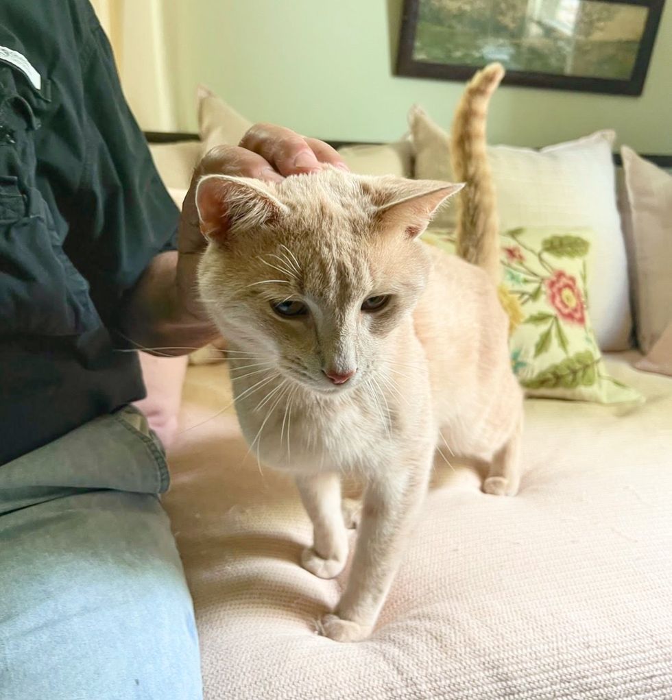 affectionate cat seek attention