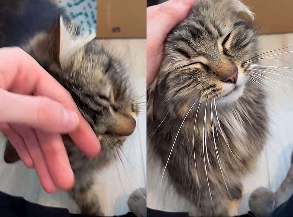affectionate fluffy cat